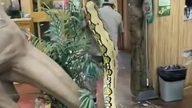This might be one of the biggest snake on earth 🐍