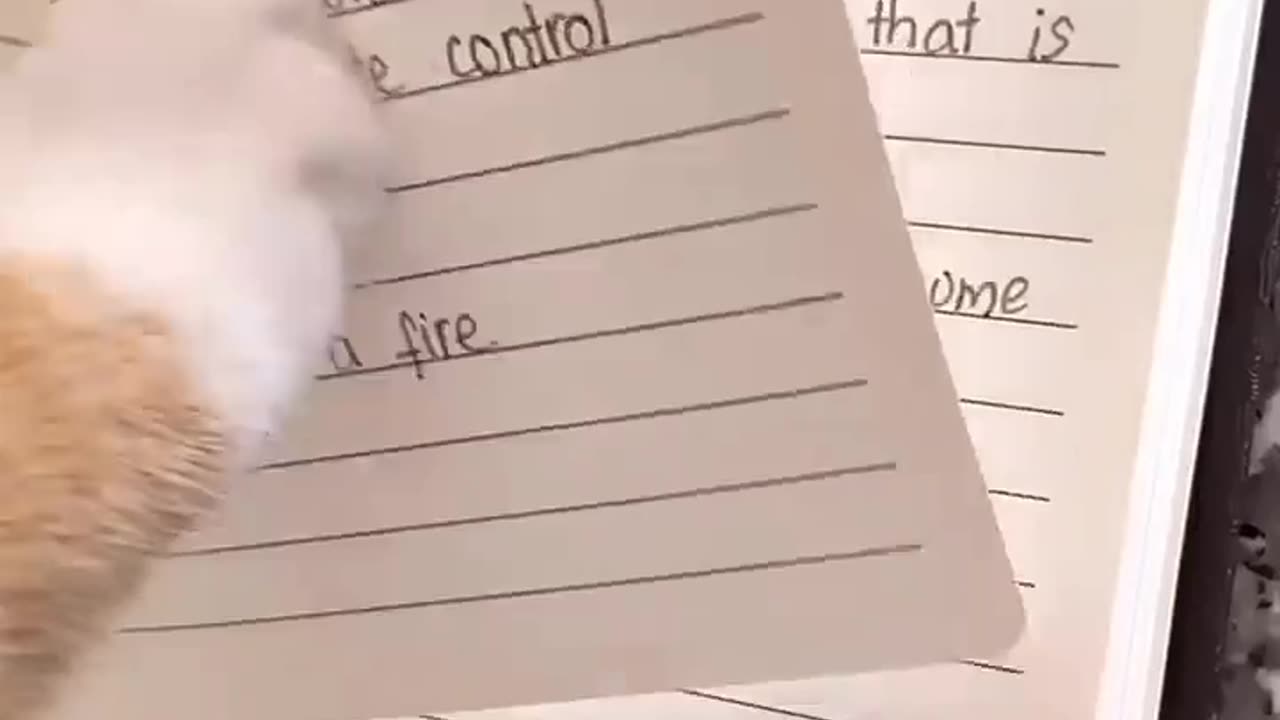 Harry Potter Cats