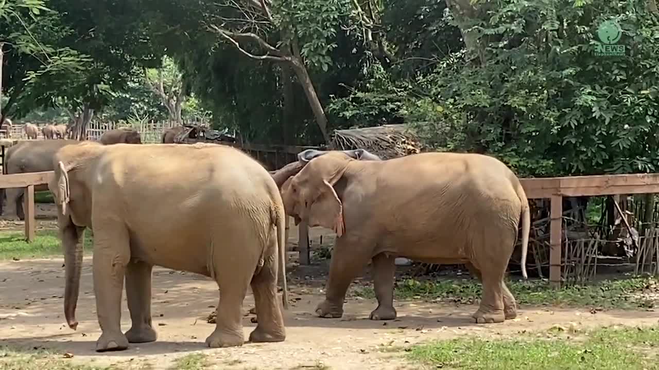Old Elephant Yai Boon Shared Inner Tube From Tire To Her Friend To Play