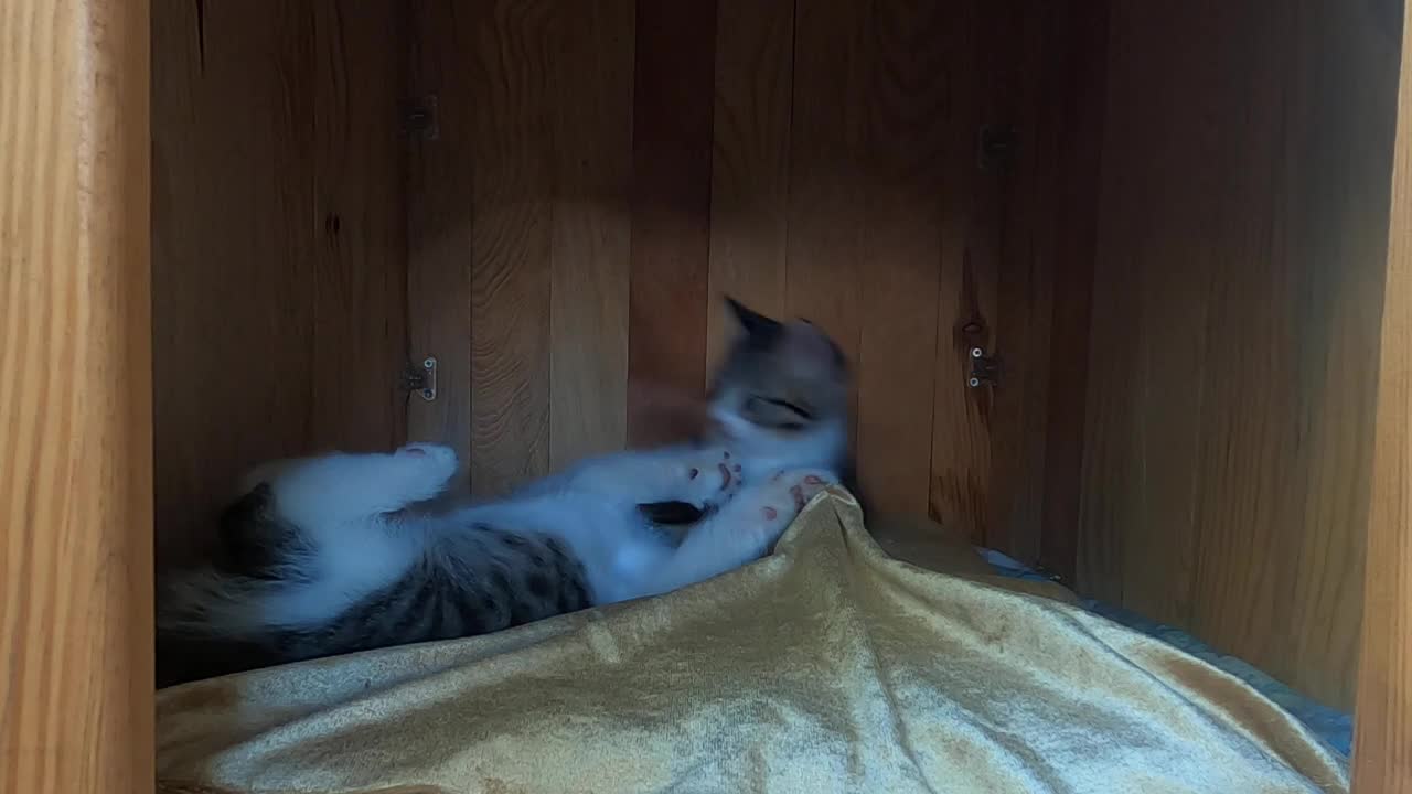 Kitten slapping my camera is unbelievably cute