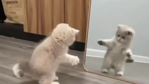 Funny kitten