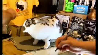 Working Bunny Helps Cashier