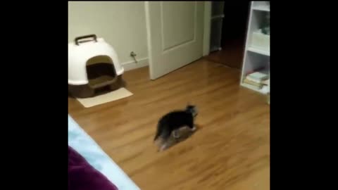 Cute Hyperactive cat