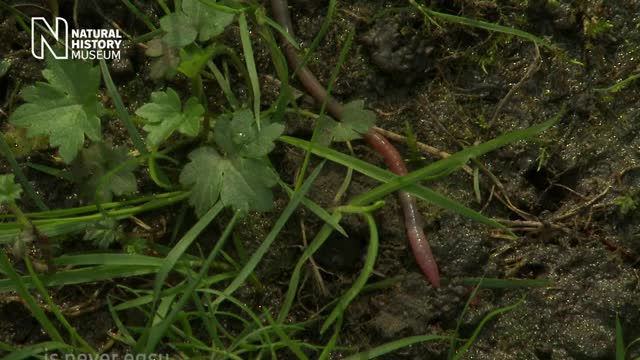 How do worms reproduce The corm courtship - Natural History Museum_Cut