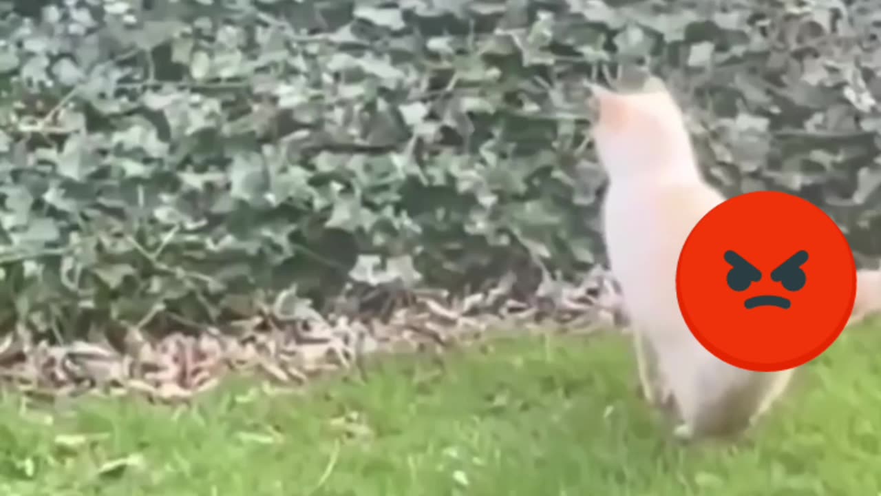 Fighter cat funny video