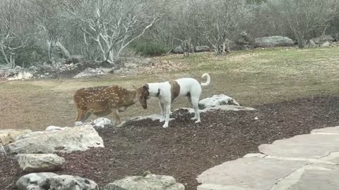 Dog and deer share sweet moment together