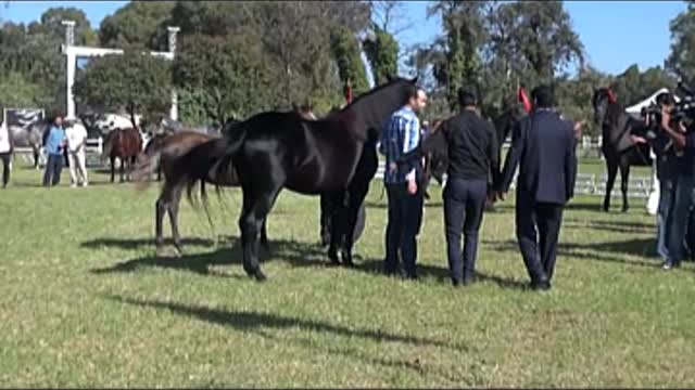 The most beautiful Arabian thoroughbred horses in Morocco