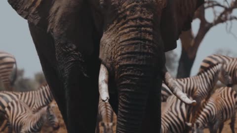 Giant elephant