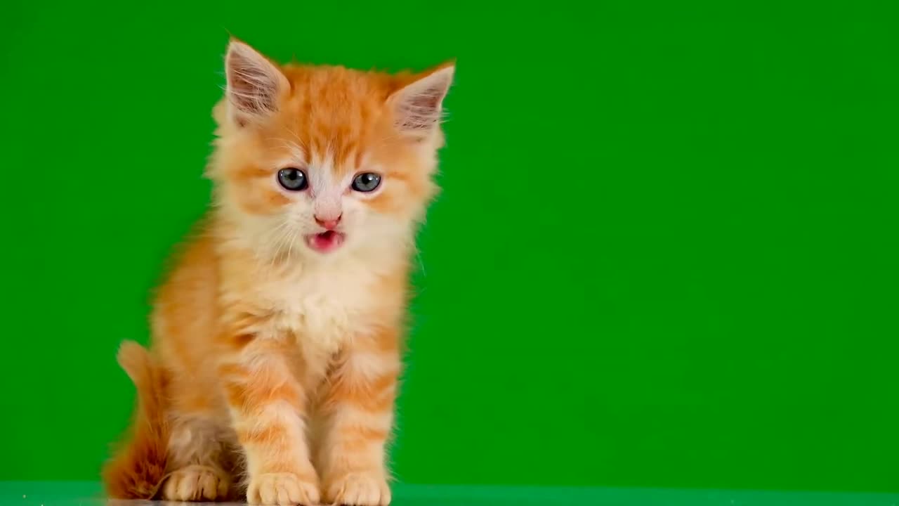 Cat Green Screen