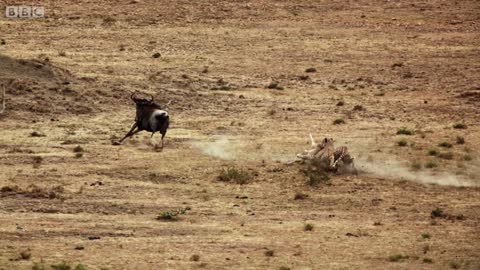 Cheetah chases wildebeest