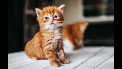 Cute cat