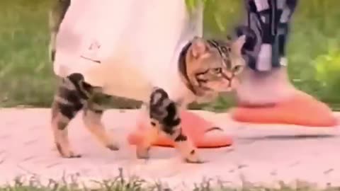 Animal funny videos 🤣🥰🤣