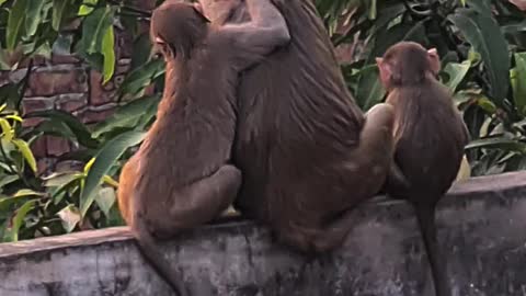 Monkey fun