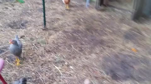 Peepers Out and Garden Walk