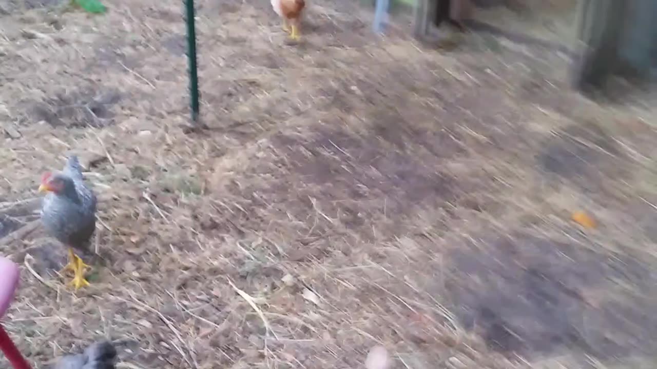 Peepers Out and Garden Walk