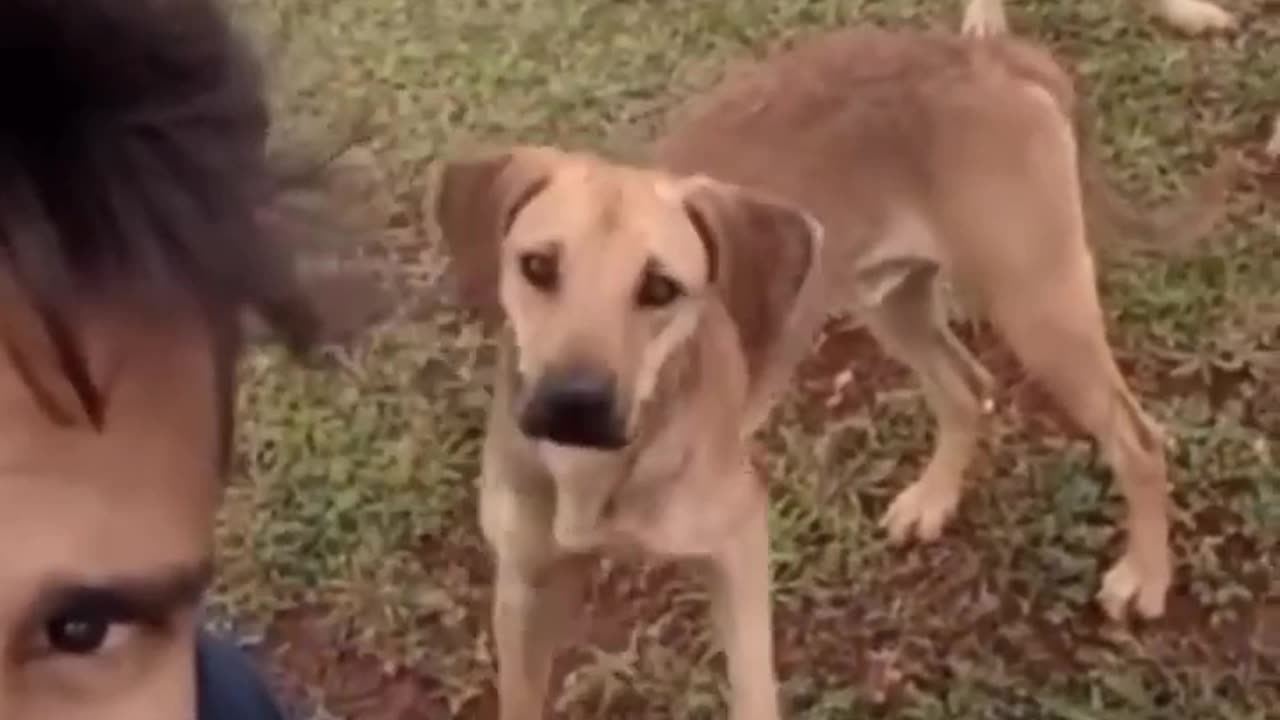 Very funny videos cats and dog