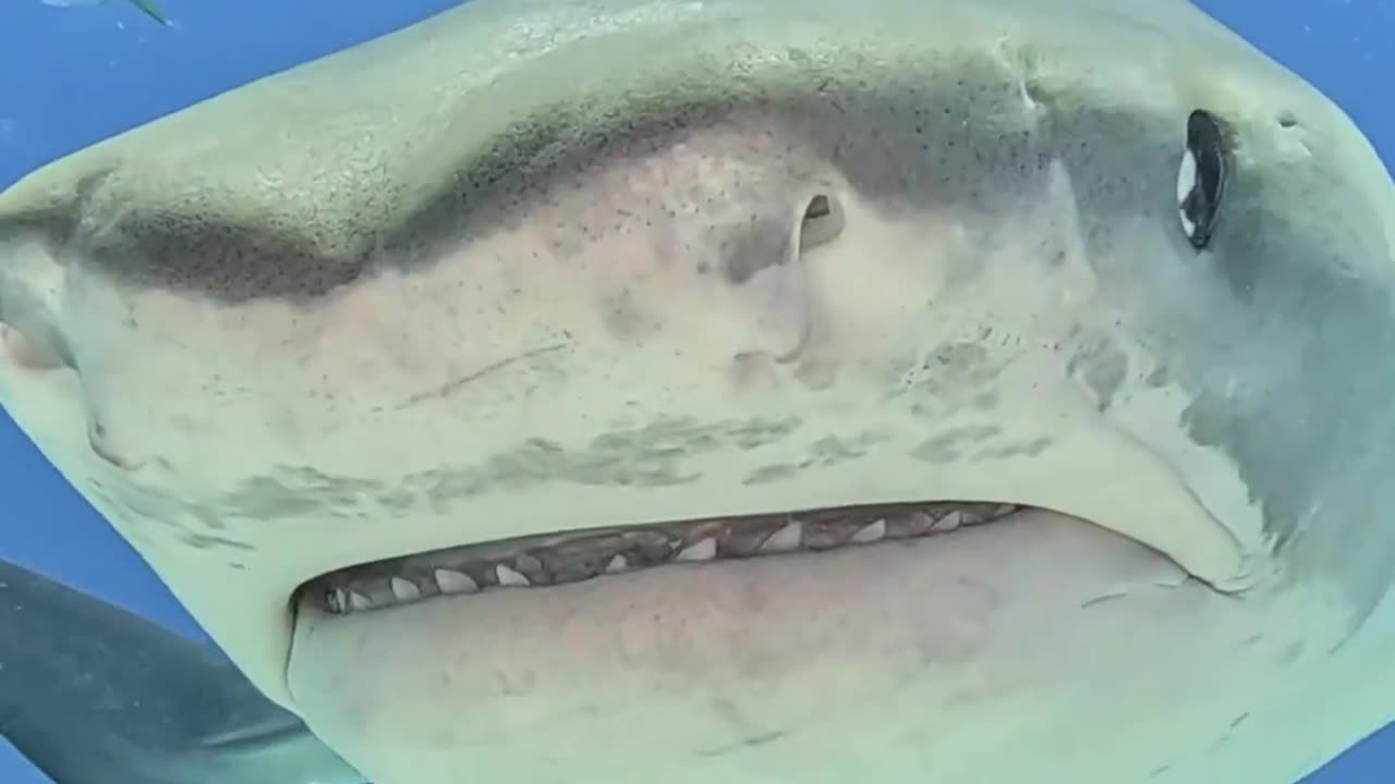 Shark Fish closeup