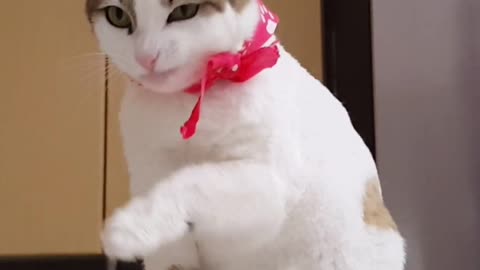 Cute cat 🥰😇😇😇