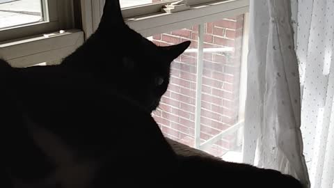 Talking to a cat about her liberal behavior.