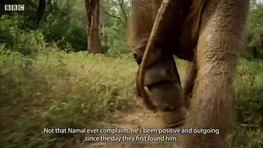 Wholesome Moments from the Natural World | BBC Earth