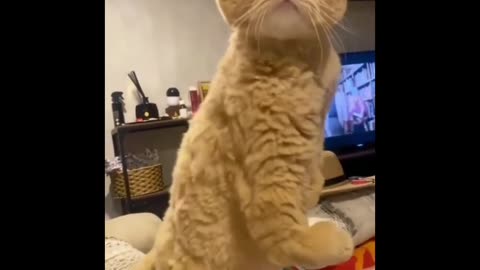 Cute and funny cat