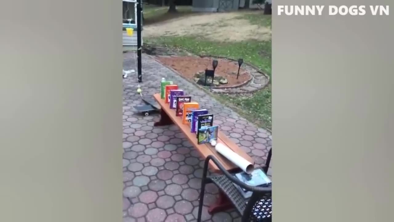 Funny animals