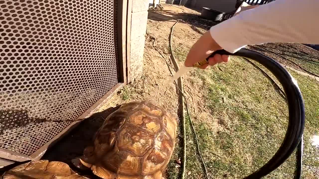 Feeding ALL My Tortoises! - Daily Routine-15