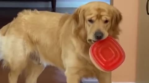 Unbelievable!!! Funny Dog Videos Try Not To Laugh