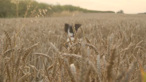 Dog Playing in The Wheat Field Full HD