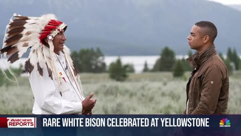 Rare birth of white bison celebrated by indigenous tribes