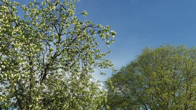 Beautiful trees and breeze...