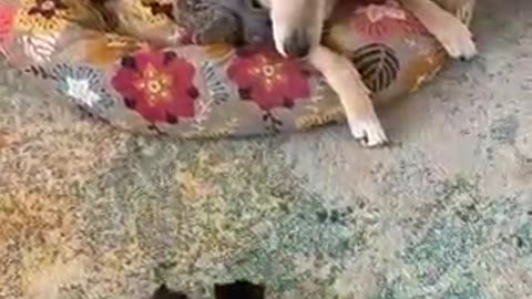 Dog and kittens