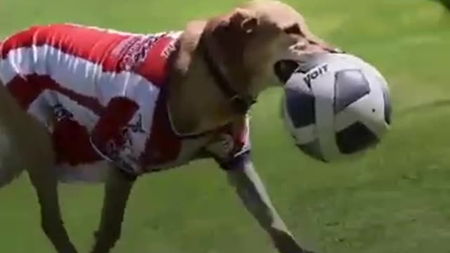 Lucky Golden Dog in Football ground