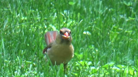 Female Cardinal