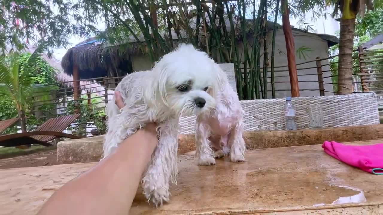 A Dog That HATES Water Finally Enjoys Swimming!