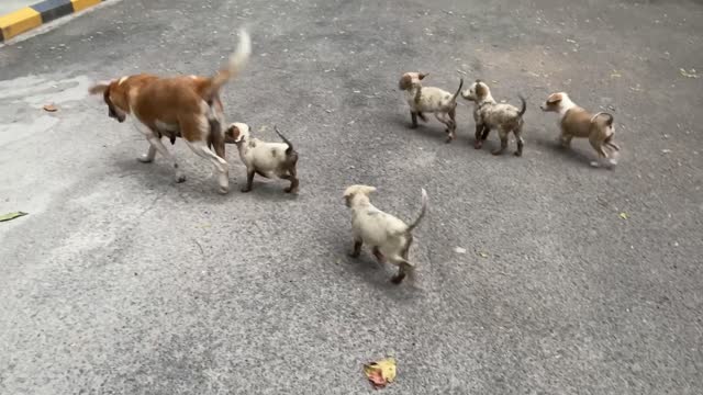 Trapped Puppies Reunited with Mom