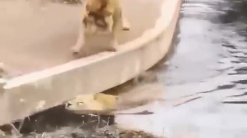 Two Lion creature Funny Video