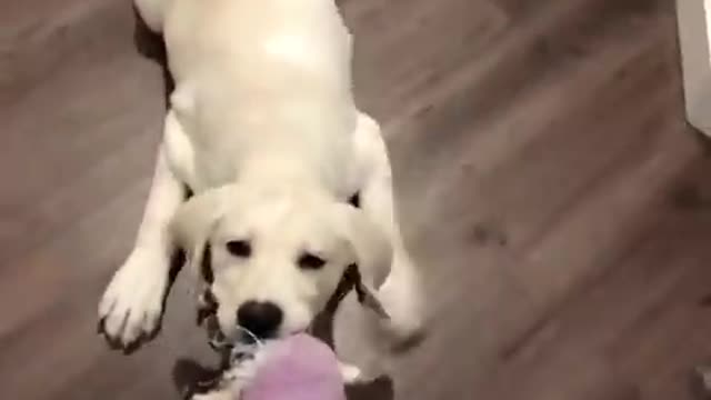 Cute dogs 💖