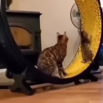 so cute cat funny video