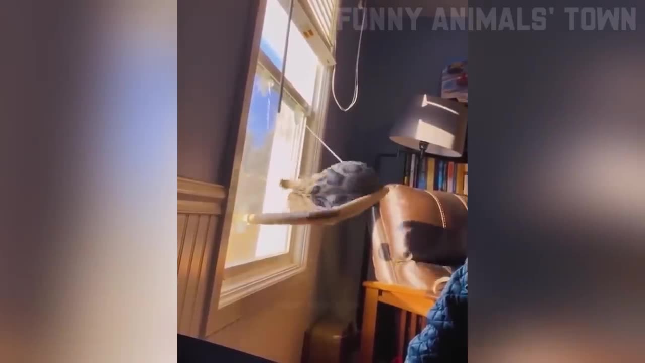 Funniest Cats and Dogs 🐶🐱 | Funny Animal Videos