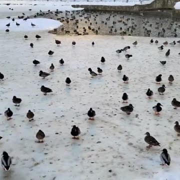 Mallard ducks at the frozen lake