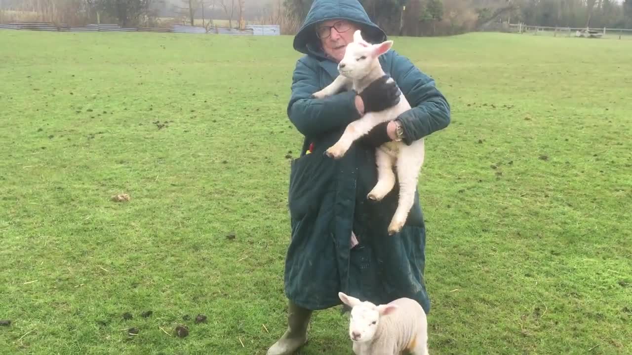 2 lambs feeding on the bottle