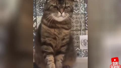 Angry Funny Dogs and Cats of TikTok Compilation - Try not to laugh impossible