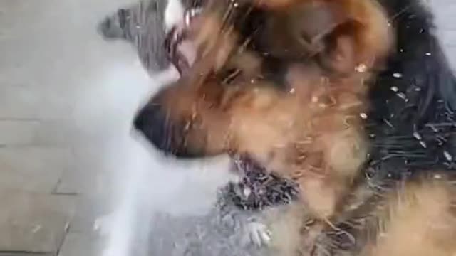 This Dogs think eating the water is the solution to stop it