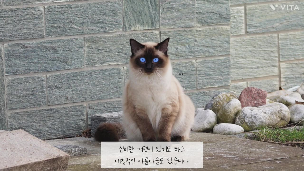 pets-cute cat-animals
