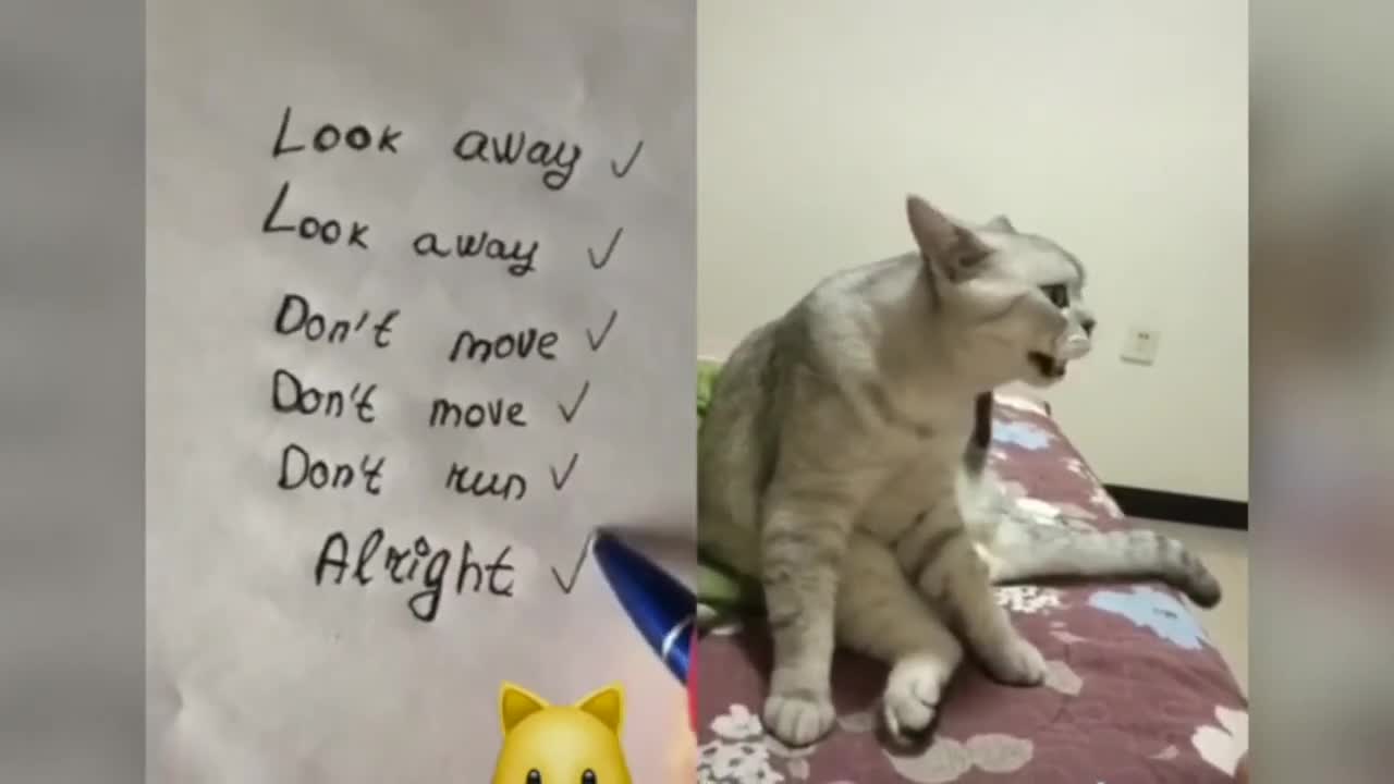 Cats talking !! these cats can speak english better than hooman