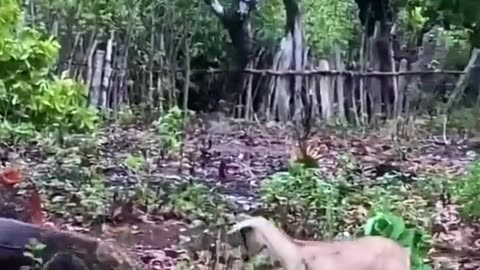 Komodo attack goat