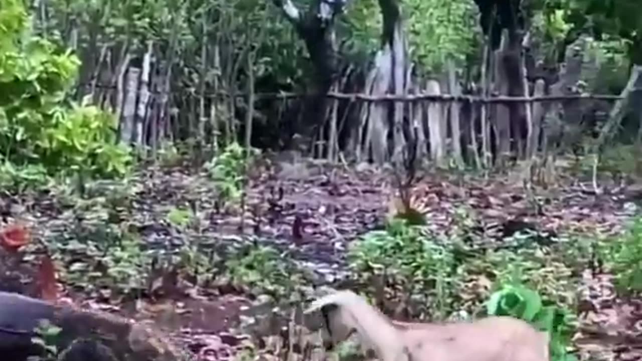 Komodo attack goat