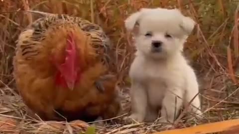 Motherly Hen protecting the Cute Puppy