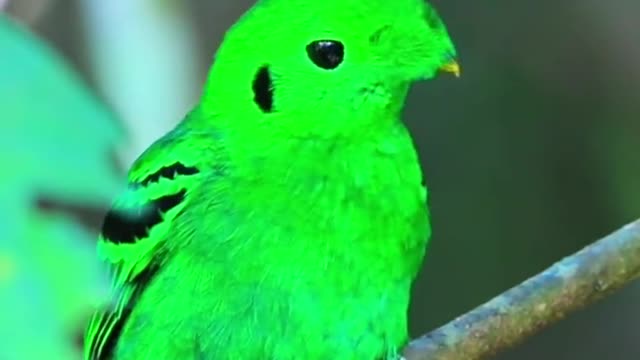 Green wide mouth bird